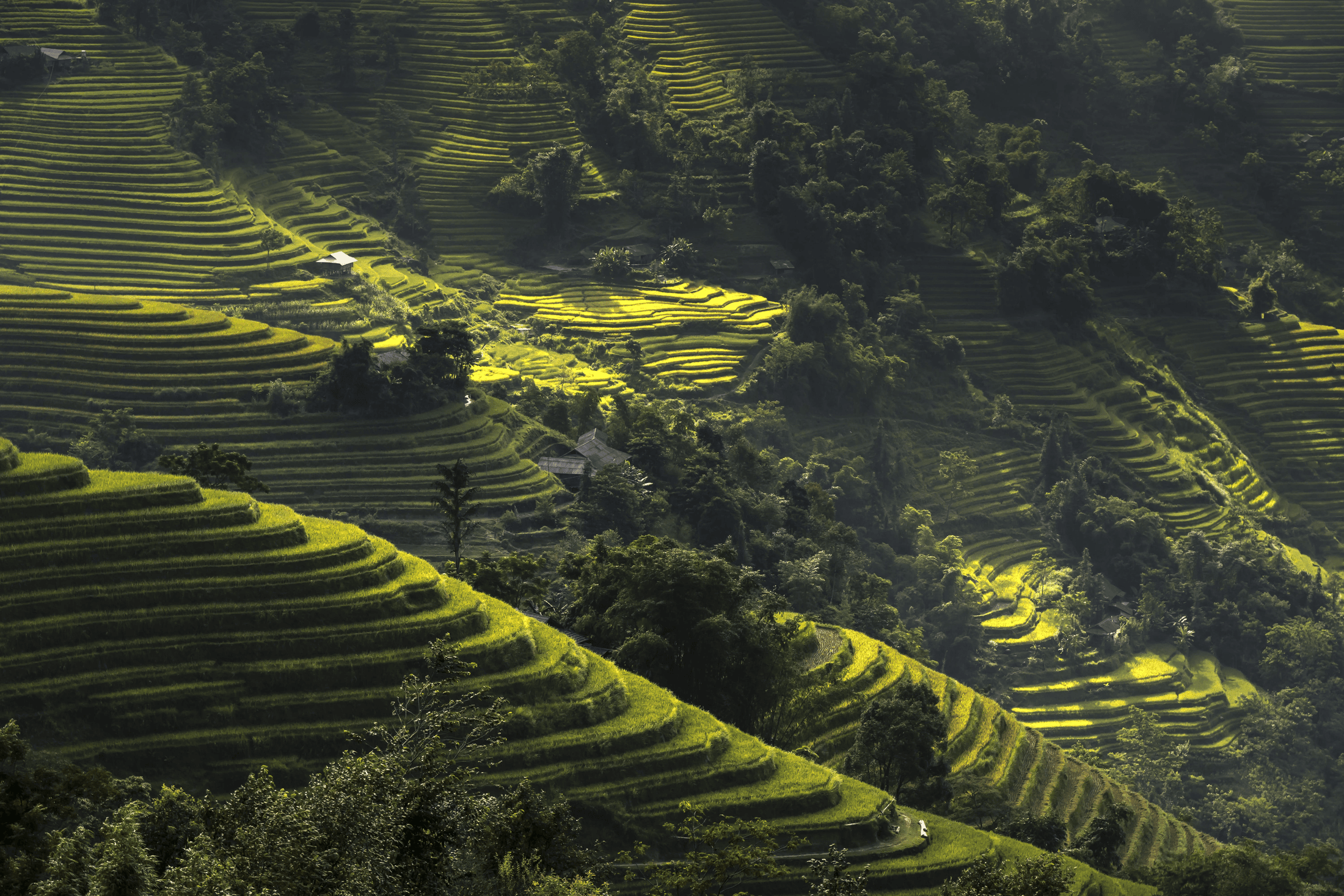 Terraced rice fields in Ha Giang