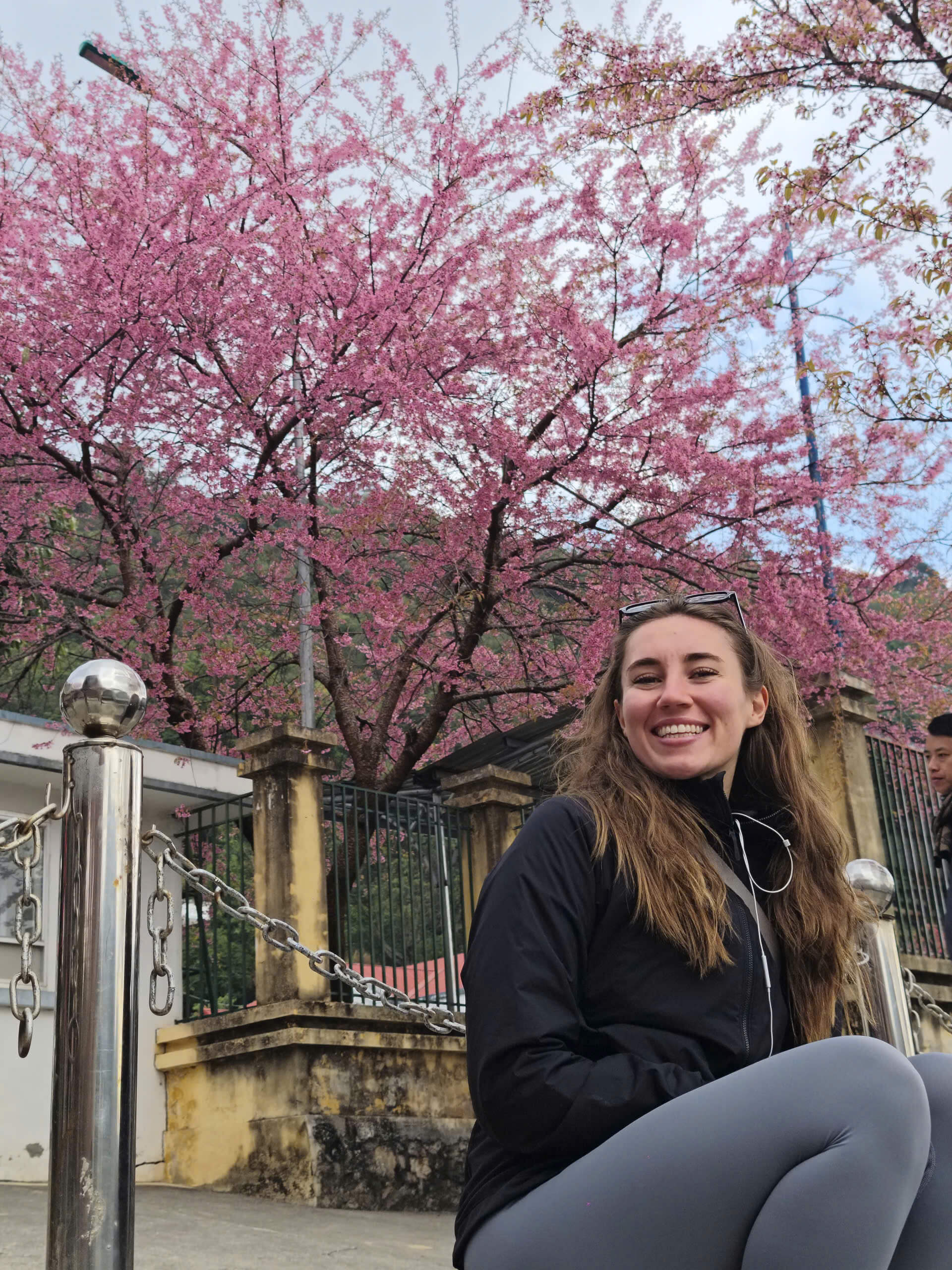 Lung Cu Border framed by blooming pink cherry blossoms in 2026